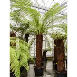 Dicksonia antarctica - Actie loopt bijna af