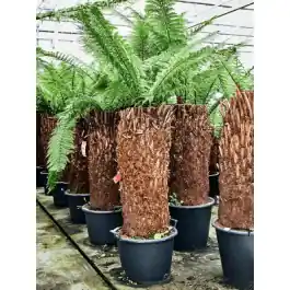 Dicksonia antarctica - Makkelijk bestellen