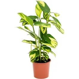 Extra voordeel | Ctenanthe Golden Mosaic