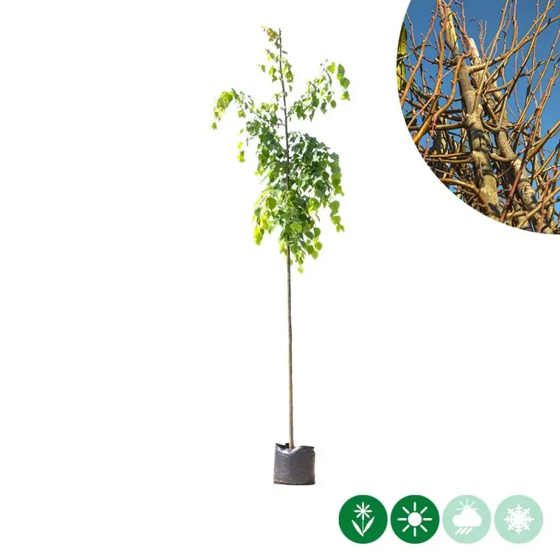Lage prijs - Tilia cordata