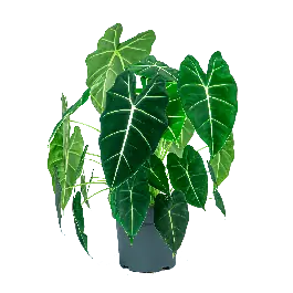 Veel voordeel | Alocasia Frydek