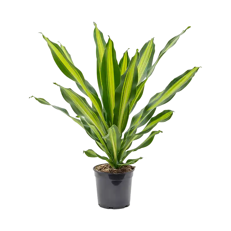 Opruiming | Dracaena Burley