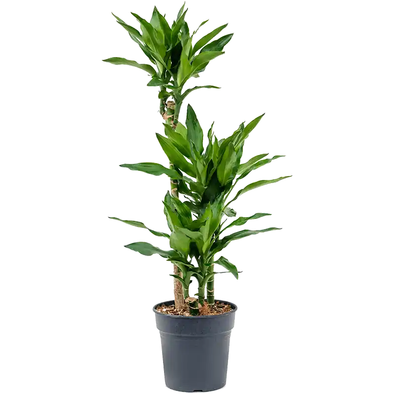Dracaena Burundii 3-stam | Trending