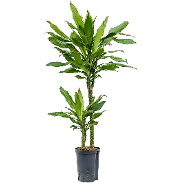 Populair | Dracaena Burundii 2-stam
