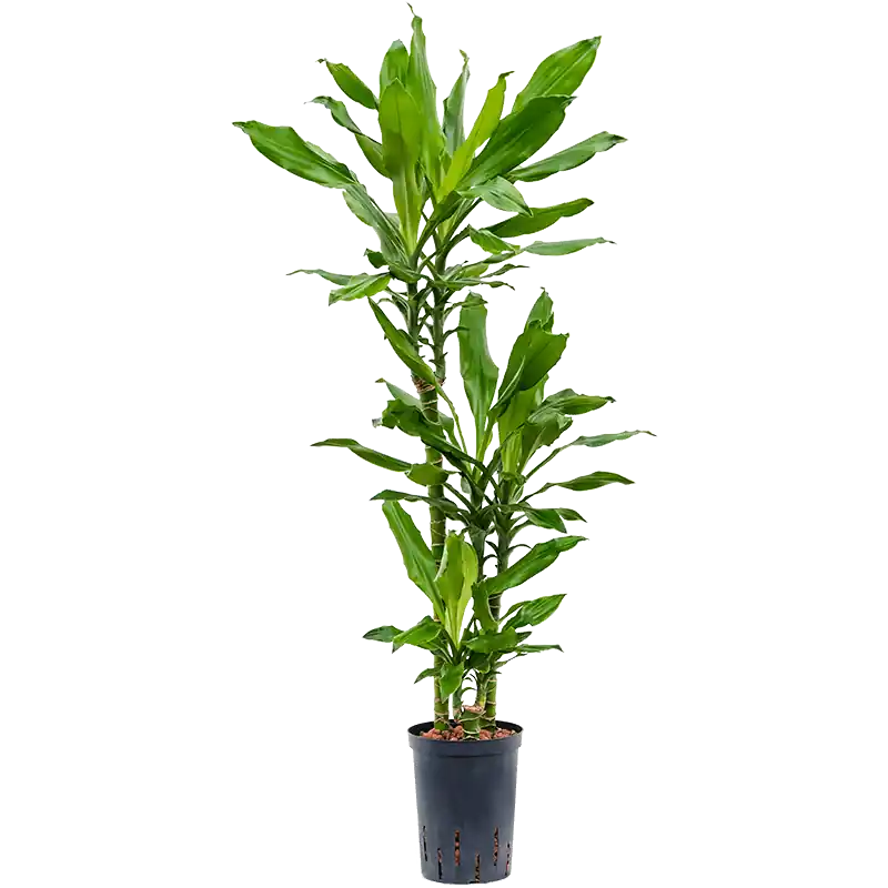 Op = op - Dracaena Burundii 3-stam