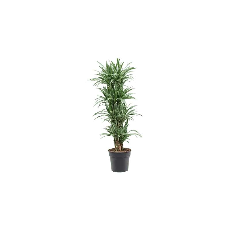Speciale deal | Dracaena Deremensis Warneckei vertakt