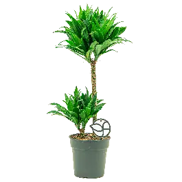 Dracaena Compacta 2-stam - Meest verkocht