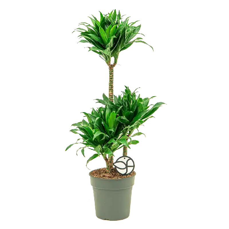 Online bestelbaar - Dracaena Compacta 3-stam