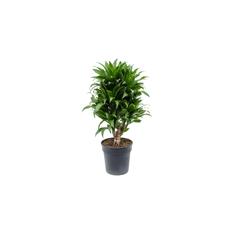 Dracaena Compacta vertakt - Voorraad bijna op