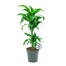 Dracaena Dorado 2-stam | Nog enkele stuks