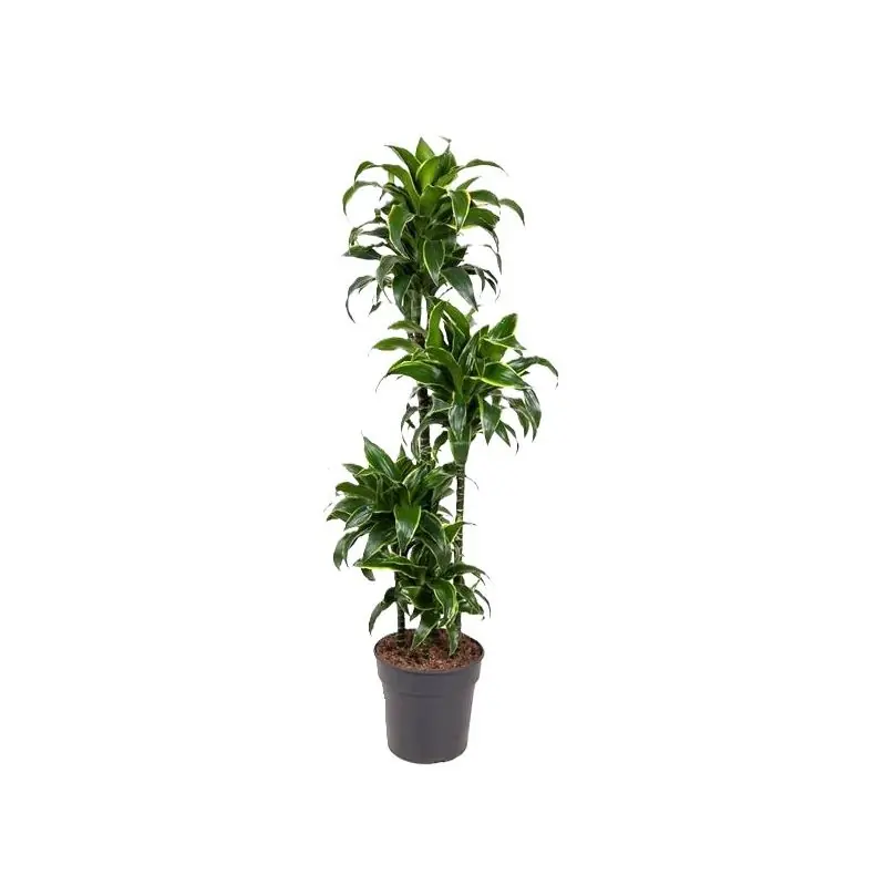 Dracaena Dorado 4-stam - Op = op