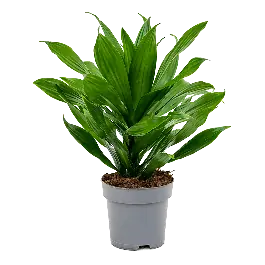 Dracaena Green Jewel - Prijsverlaging
