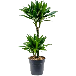 Dracaena Green Jewel 2-stam - Scherpe prijs