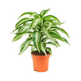 Nog maar een paar beschikbaar | Dracaena Jade Jewel