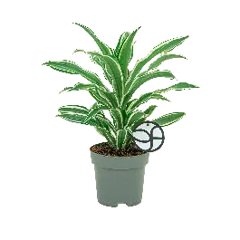Favoriet van klanten - Dracaena White Jewel