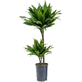 Dracaena Green Jewel 2-stam | Extra voordeel