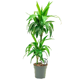 Dracaena Janet Craig 2-stam | Veel voordeel