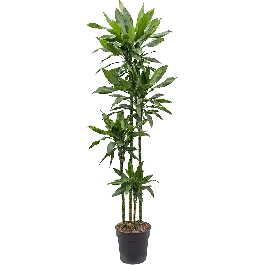 Speciale aanbieding - Dracaena Janet Lind 4-stam