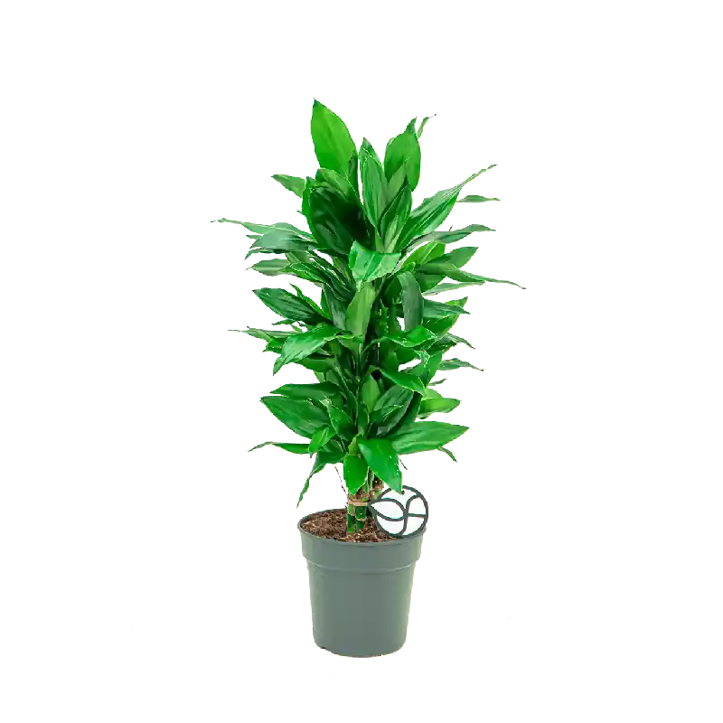 Dracaena Janet Lind vertakt - Veel gevraagd