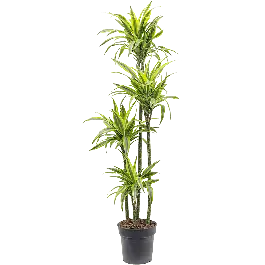 Nog enkele stuks - Dracaena Lemon Lime 4-stam