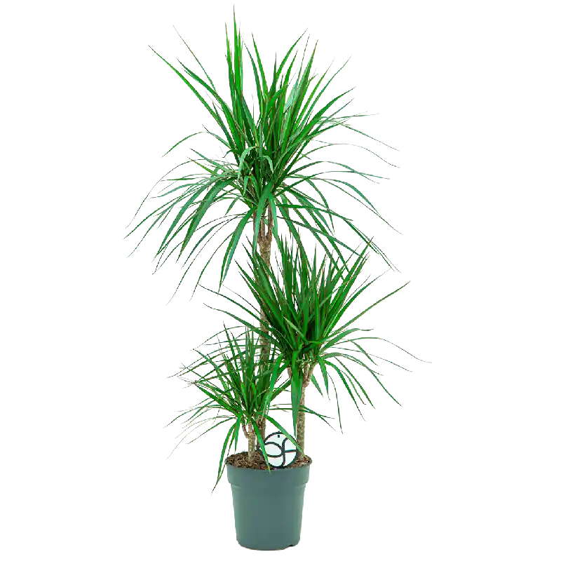Sale | Dracaena marginata 3-stam