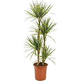 Dracaena marginata Sunray 4-stam | Net toegevoegd