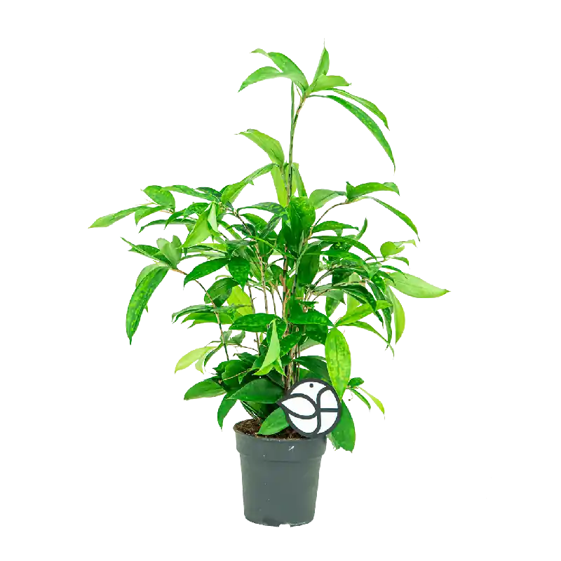 Dracaena surculosa | Scherpe prijs