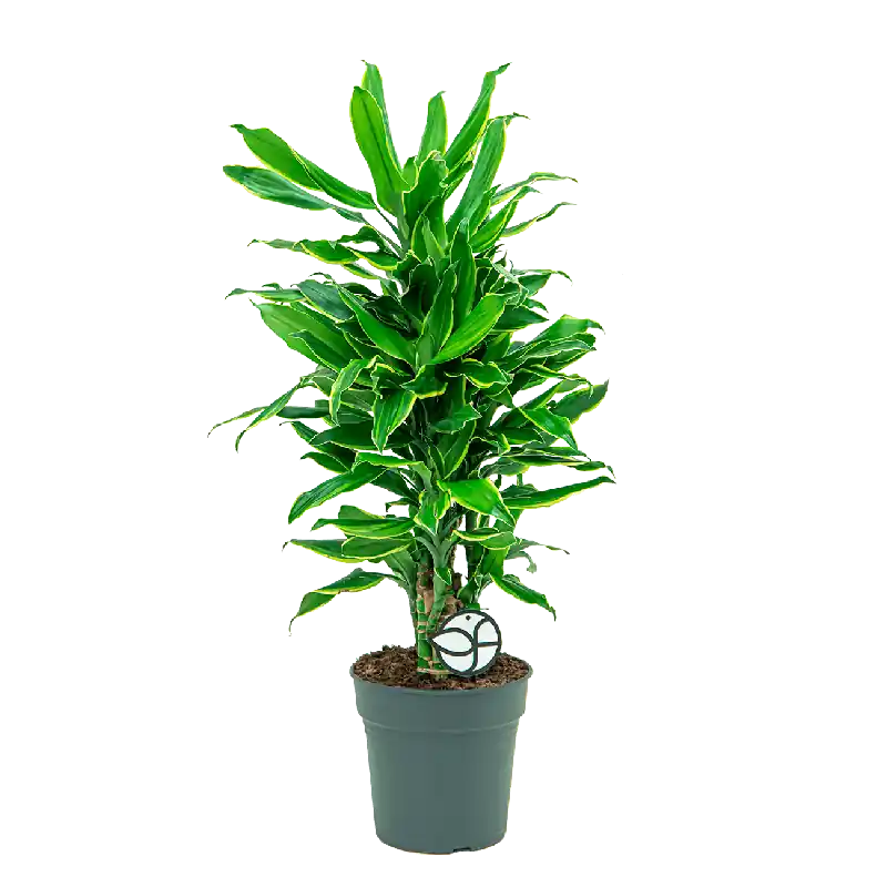 Nu beschikbaar - Dracaena Golden Coast vertakt