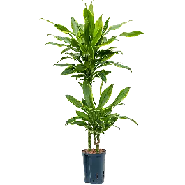 Dracaena Golden Coast 2-stam - Nieuw in de shop