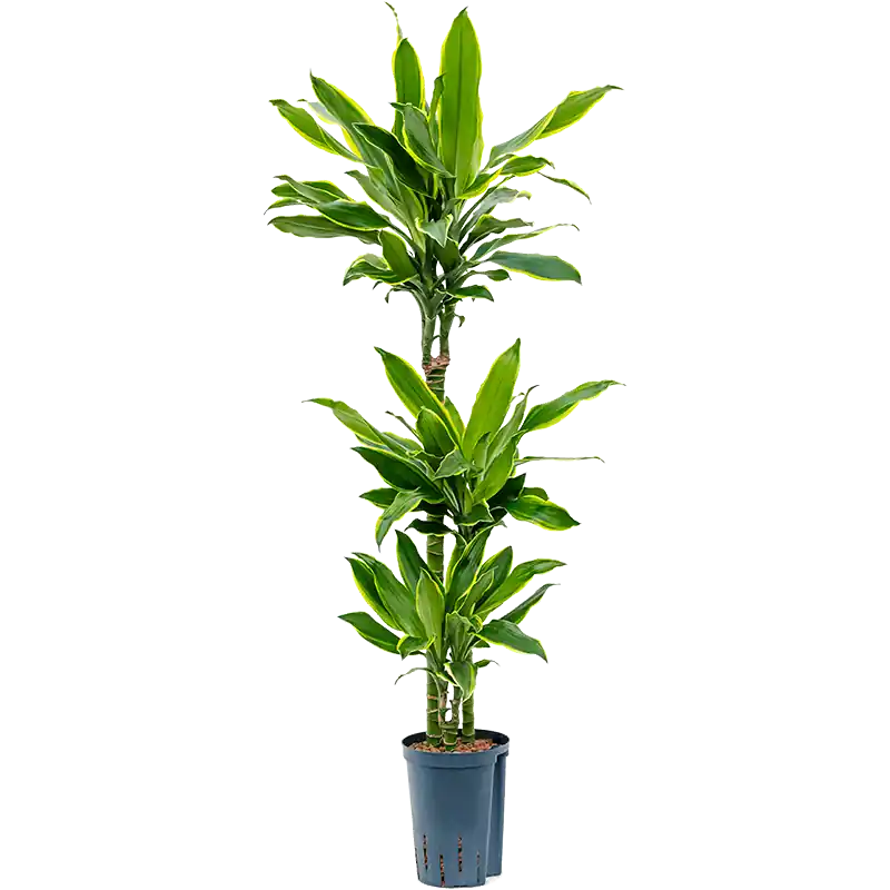 Premium - Dracaena Golden Coast 3-stam