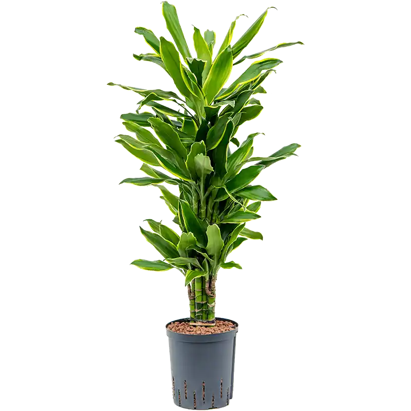 Bijna uitverkocht | Dracaena Golden Coast vertakt