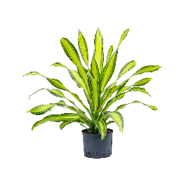Laatste kans - Dracaena Charley