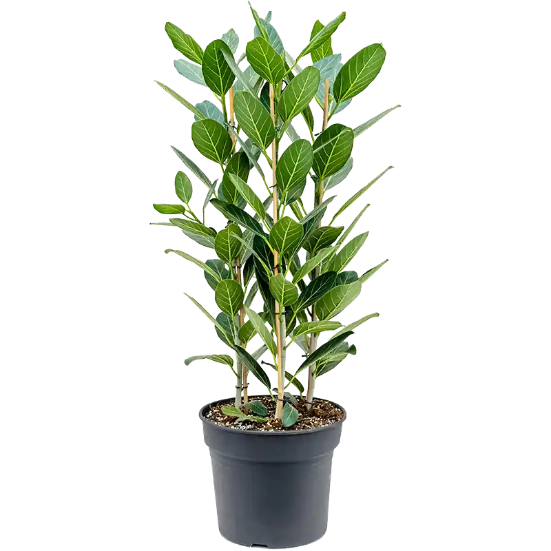Ficus Audrey toef - Nieuw in de shop