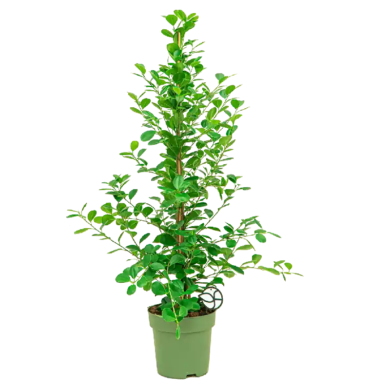 Wees er snel bij - Ficus Moclame