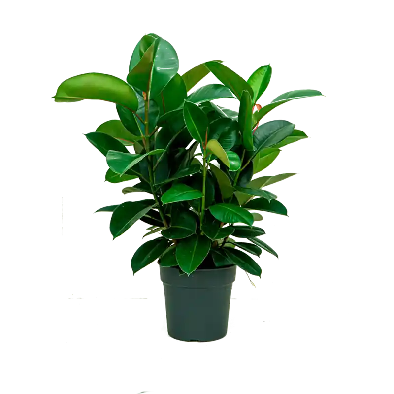 Net binnen | Ficus Robusta bush