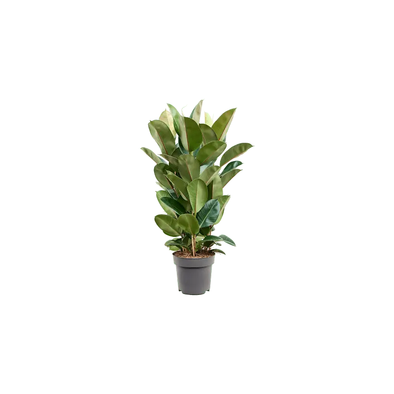 Bestseller - Ficus Robusta toef