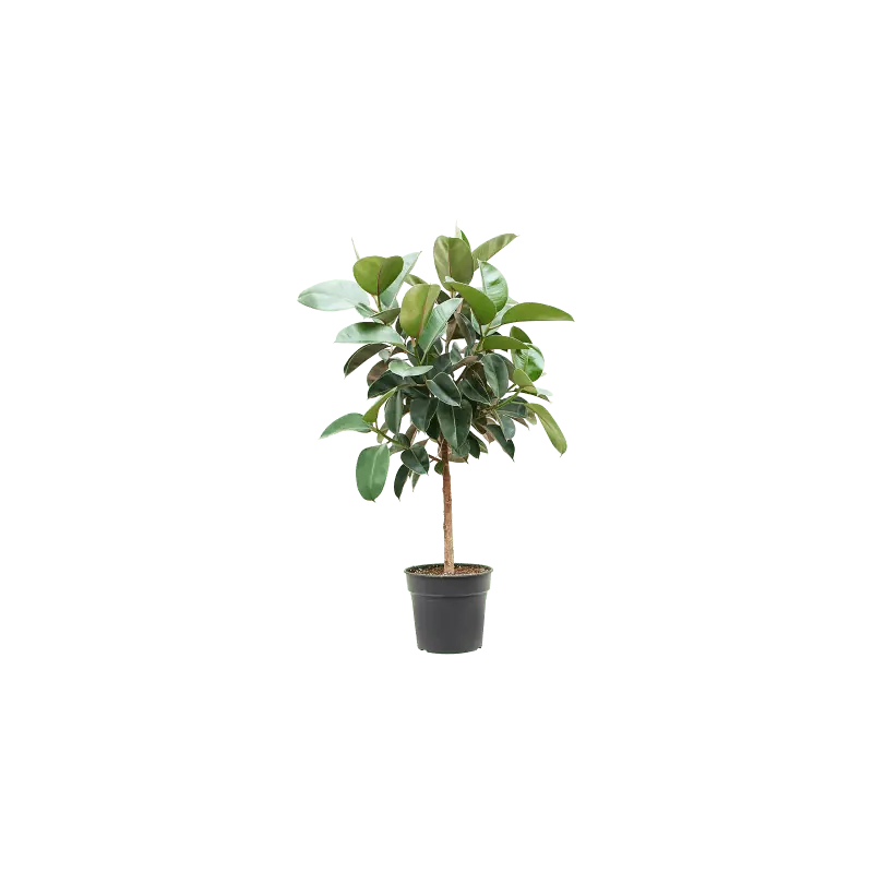Prijsverlaging - Ficus Robusta op stam