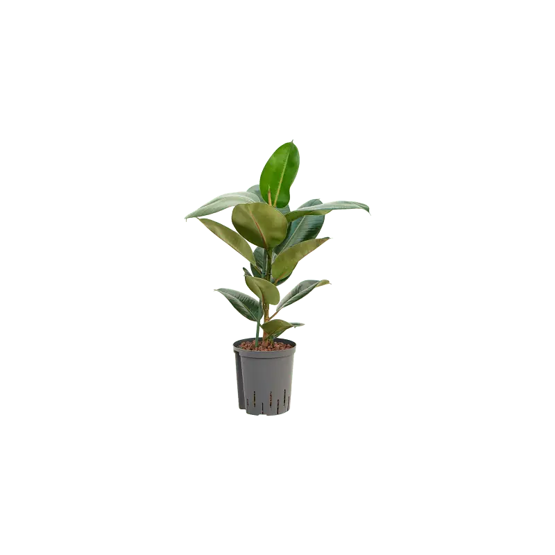 Ficus Robusta - Flitsaanbieding