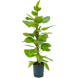 Ficus Yellow Gem - Populair bij klanten