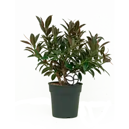 Ficus Melany Petit | Klantfavoriet