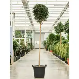 Ficus Danielle op stam | Makkelijk bestellen
