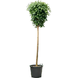 Ficus Danielle op stam - Topprijs