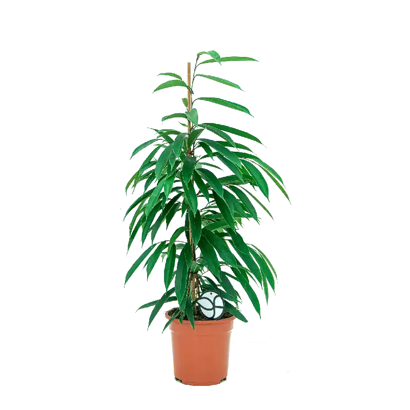 Ficus Amstel King - Tijdelijke aanbieding