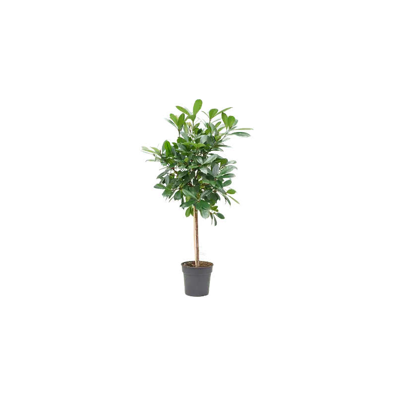 Ficus cyathistipula op stam - Voorraad bijna op
