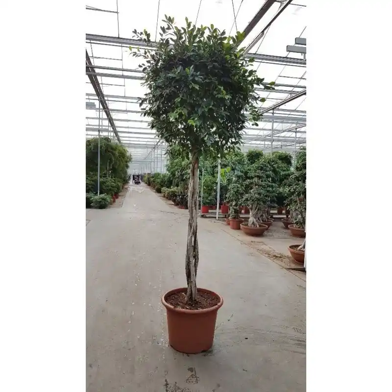 Nieuw - Ficus Nitida gevlochten stam