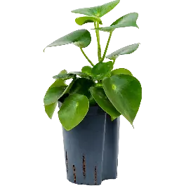 Aanbieding loopt bijna af - Peperomia Raindrop