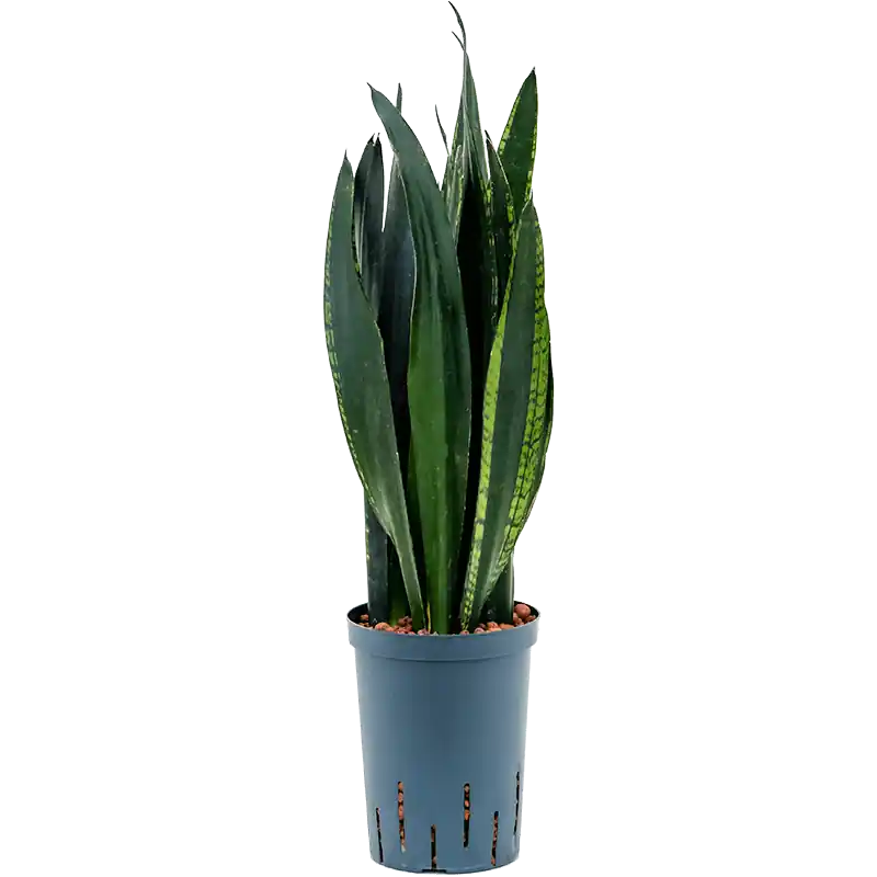 Sansevieria Black Tiger - Nieuwe release