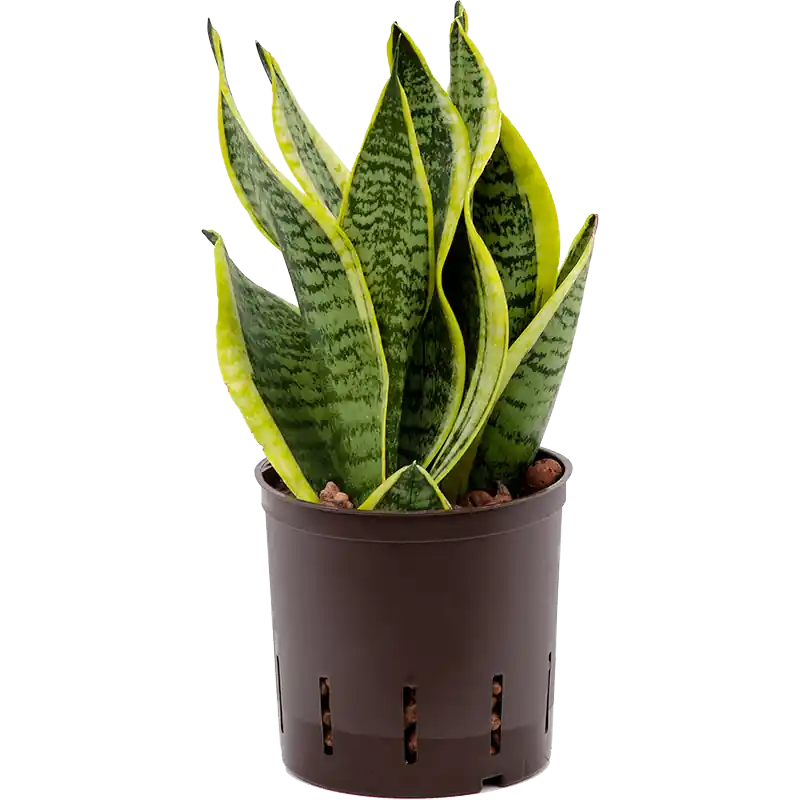 Sansevieria Futura Superba - Actie