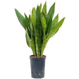 Sansevieria Jade - Op voorraad