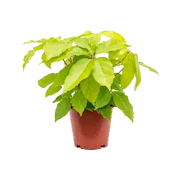 Schefflera Golden Amate | Bestel nu